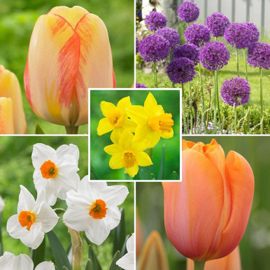 Assorted Heat Tolerant Collection - 100 count - Longfield Gardens