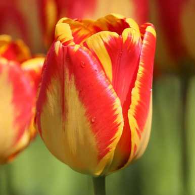 Tulip Darwin Hybrid Banja Luka - 20 bulbs - Longfield Gardens
