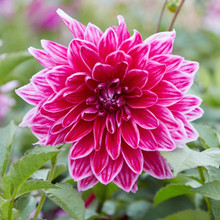 PleiadesRose Galleryベルローズダイヤモンドエディション プリザーブドフラワー ベルローズ・ダイヤモンドエディション 1輪