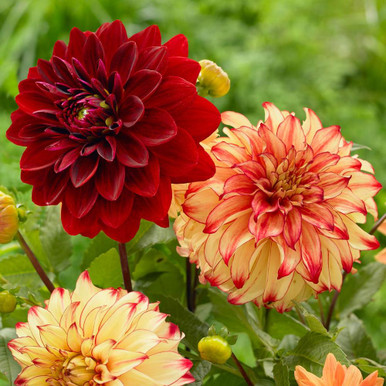 Dahlia Dinnerplate Lady Darlene & Mingus Alex - 4 tuber clumps