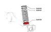 Rear lower plastic spring seat FIAT 124 Spider, Sport Coupe, Spider 2000 and Pininfarina - 1966-1985