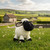 Daisy The Connemara Blackface Sheep