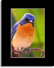 5x7 Standard Single Mat Board