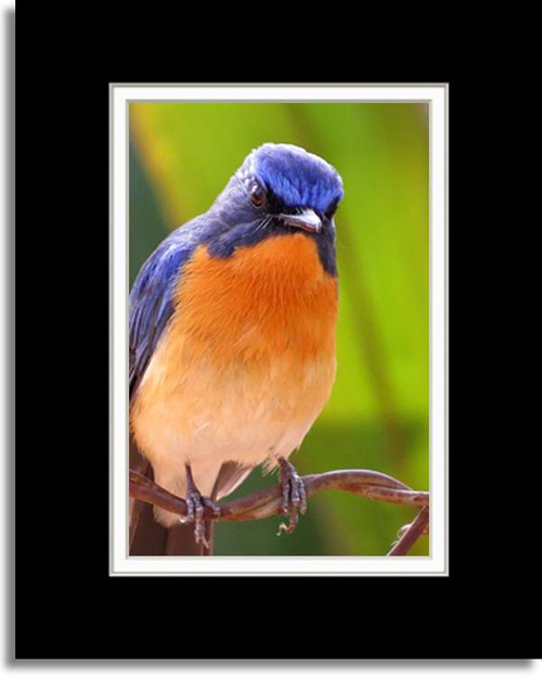 16x20 Triple Mat (11.75x15.75) - [bottle blue/smooth white/cardinal], glued