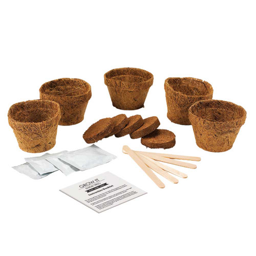 Grow Your Own Bonsai Tree