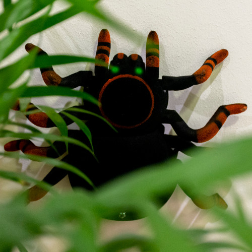 RED5 Wall Climbing Tarantula - Remote Controlled