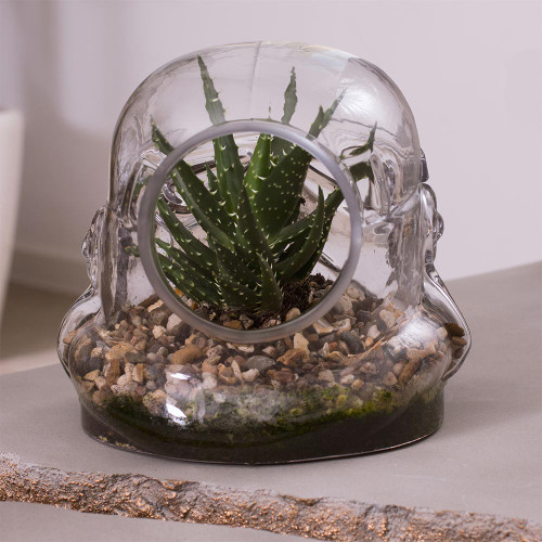 Original Stormtrooper Terrarium