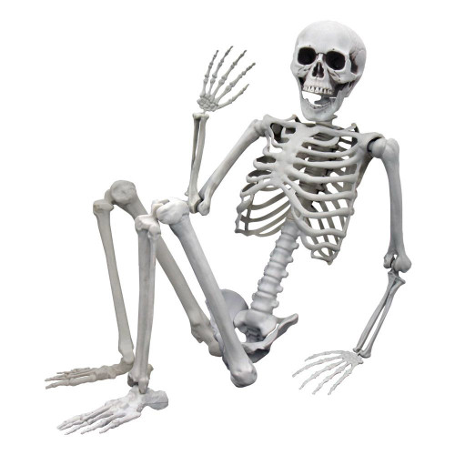 Life-Size Skeleton