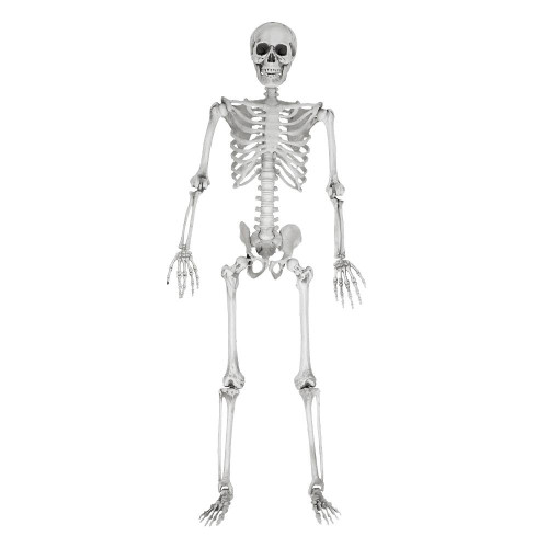 Life-Size Skeleton