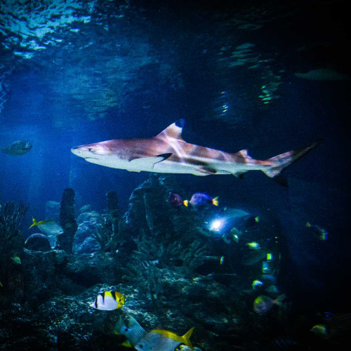 Shark Snorkel Ranger Experience