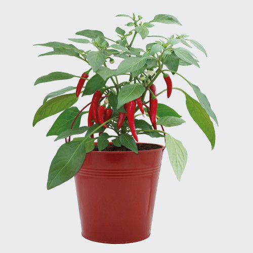 Chilli Fire Bucket Grow Kit