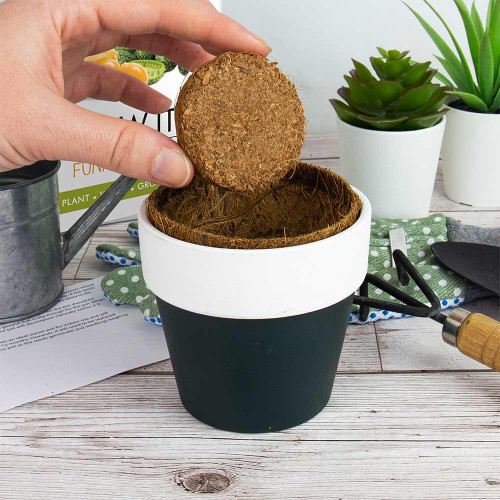 Funky Fruit - Grow It Kit