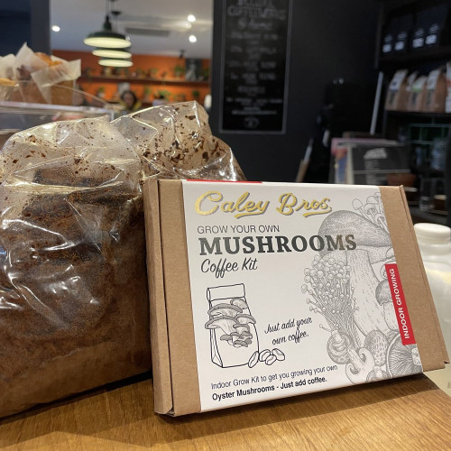 Ready to Grow Mushroom Coffee Kit - Grey Oyster