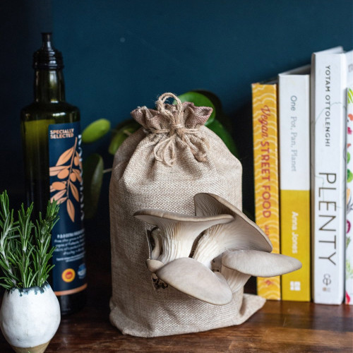 Ready to Grow Mushroom Kit