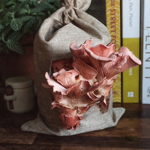 Ready to Grow Mushroom Kit