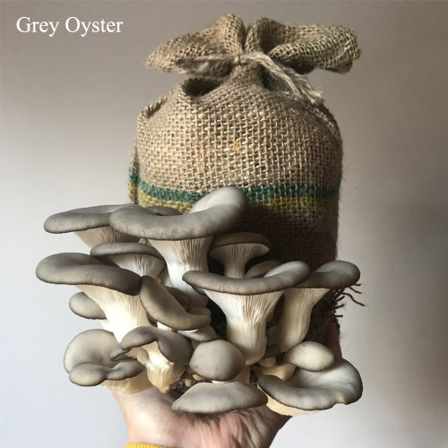 Ready to Grow Mushroom Kit