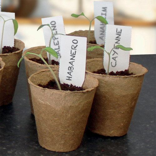 4 in 1 Red Hot Chillies Seed Starter Kit