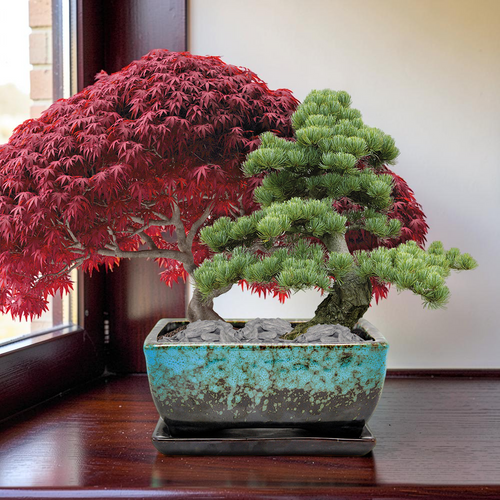 Sow Nurtured Bonsai Duo