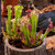 Grow Your Own Carnivorous Plants