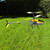 T40C Large 3 Channel RC Helicopter