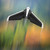 Parrot Disco FPV Drone