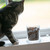 Personalised Claws Cat Treat Jar