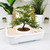 The Art of Bonsai Grow Kit