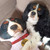 Personalised Create Your Own Pet - Floppy Ears Dog