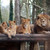 Animal Adoption and Visit to Port Lympne Reserve with Safari for Two Experience