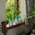 Bottle Plant Farm Kit Bottle Plant Farm Kit