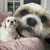 Personalised Mega Dog Mush Cush Cushion - Short Ears