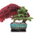 Sow Nurtured Bonsai Duo