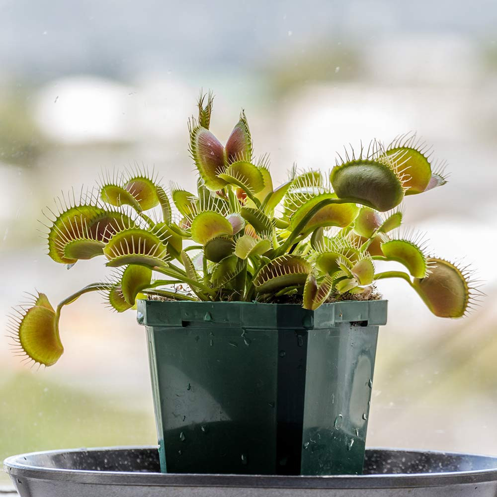 Gift Republic Grow Your Own Carnivorous Plants