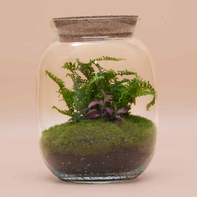 diy terrarium kit 22cm