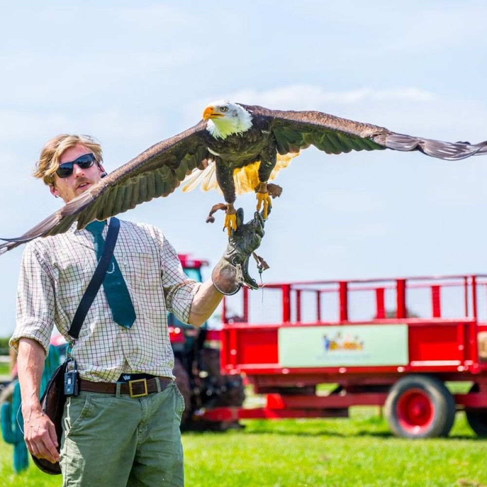 Virgin Experience Days Ltd Falconry Experience For Two