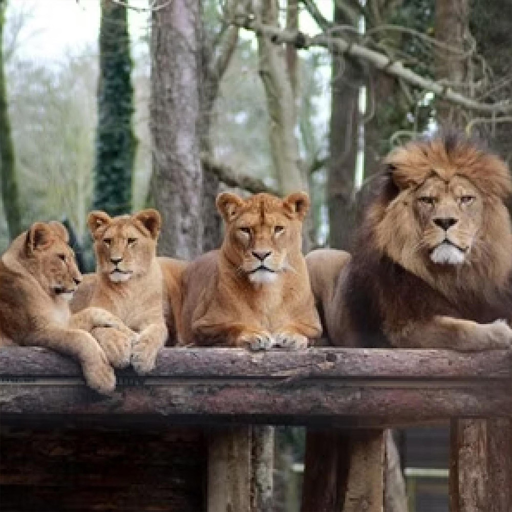 Virgin Experience Days Ltd Brown/Grey Animal Adoption And Port Lympne Reserve With Safari For Two Experience