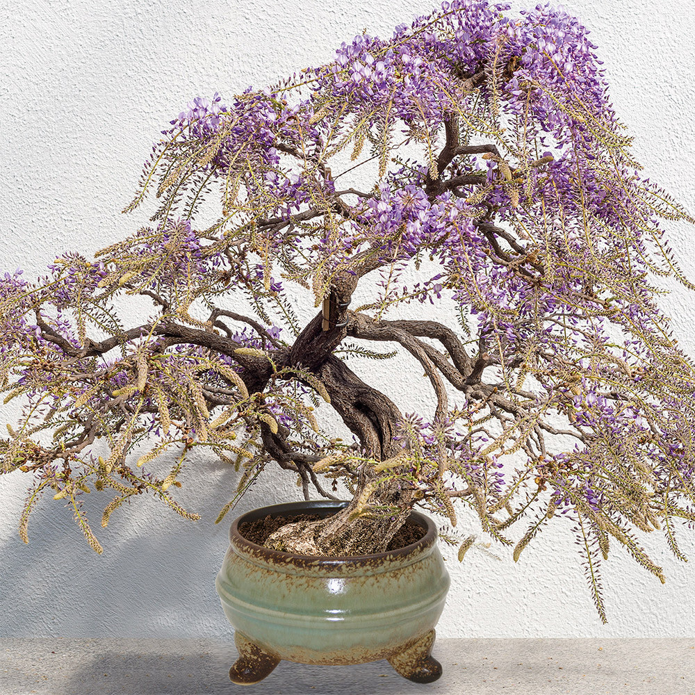 Bee Seeds Wisteria Sow Nurtured Bonsai Grow Set