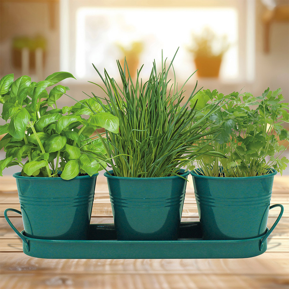 Bee Seeds Sow Nurtured Trio Herb Grow Set