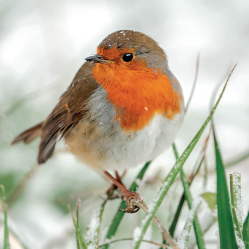 SS00488 - Robin in Falling Snow (1 pack of 8 charity Christmas cards)