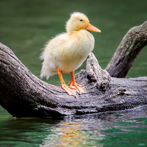 SM14088 - Ducklings (1 blank card)~