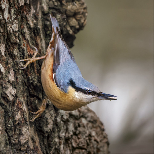 WT91384 - Nuthatch (1 blank card)~