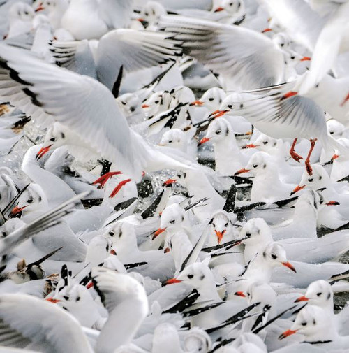 WT91400 - Black-headed Gulls in Winter Plumage (1 blank card)