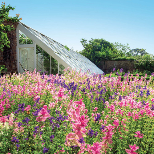 HG92646 - Heligan Painted sage in the Flower Garden (1 blank card)~