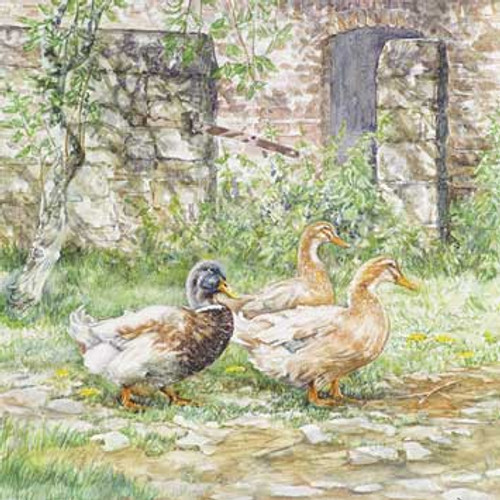 M34013 - Duck Parade (1 blank card)~
