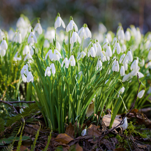 E10572 - Snowdrops (1 blank card)~