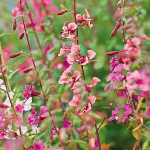 E10494 - Diascia (1 blank card)~