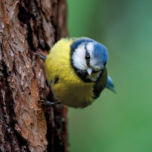 WT91407 - Blue Tit (1 blank card)~