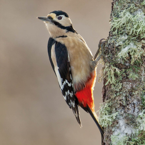 WT91414 - Great Spotted Woodpecker (1 blank card)