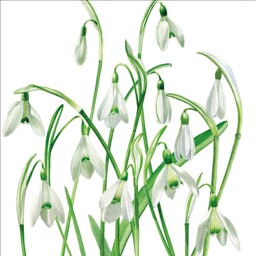 BS77145 - Snowdrops (1 blank card)~