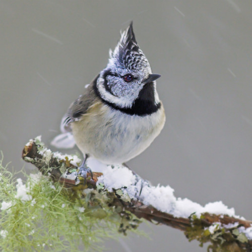 TWT91096 - Crested Tit (1 pack of 8 charity Christmas cards)